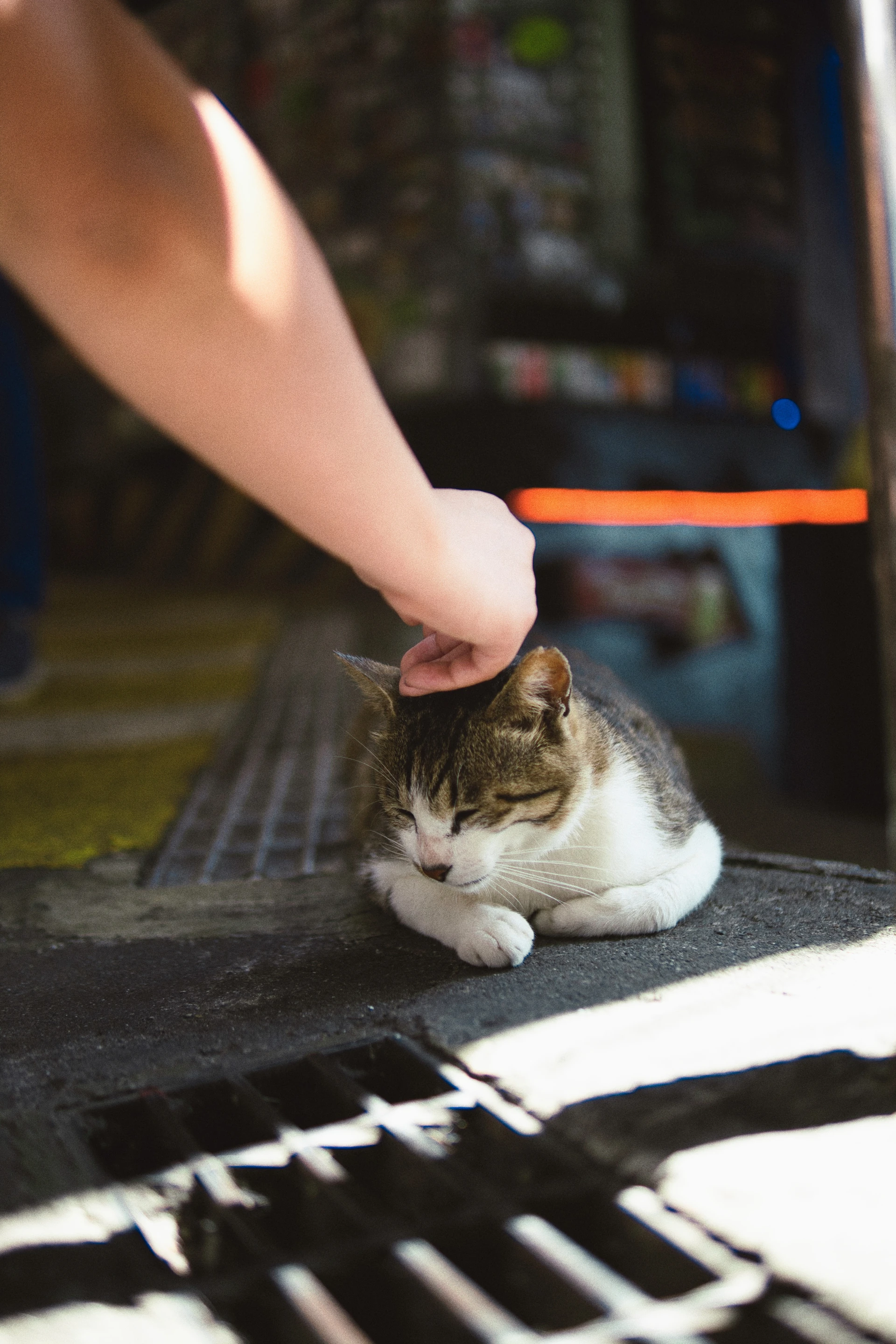 Stray Cat Friend